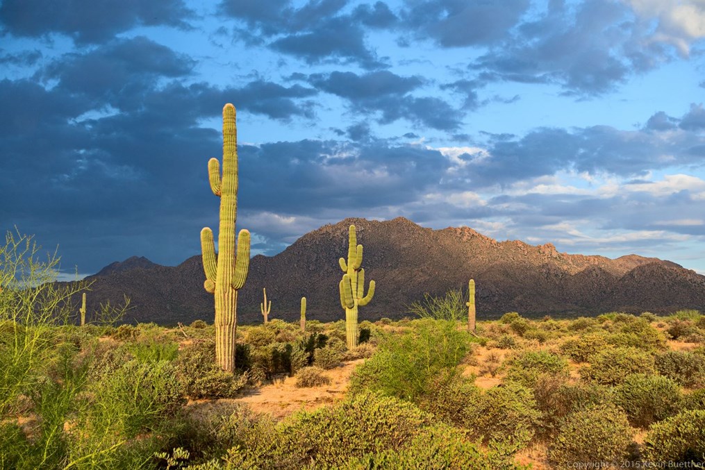 McDowell Mountain Regional Park